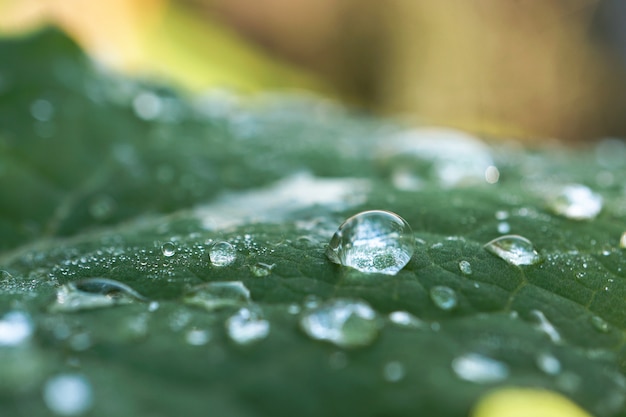  the raindrops on the green plant in the garden in the nature