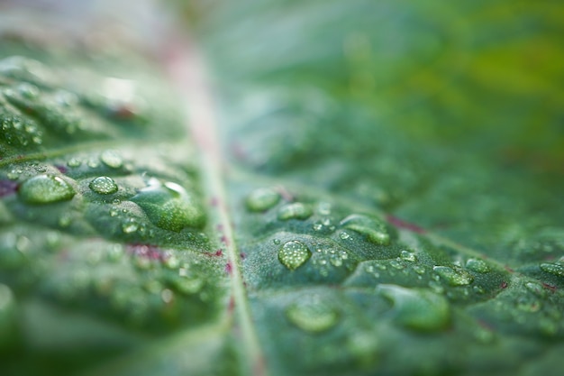  the raindrops on the green plant in the garden in the nature