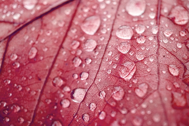 raindrops on the red leaves in autumn season, red backgrou