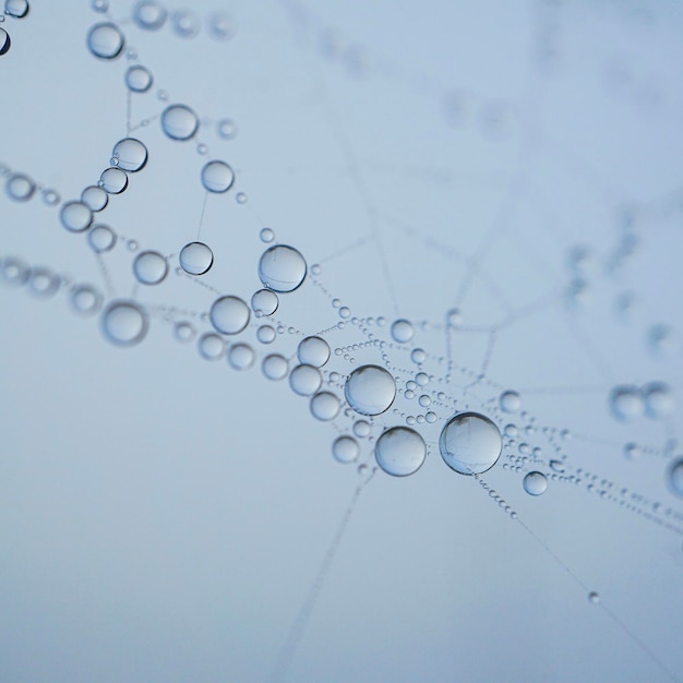 raindrops on the spider web in rainy days, abstract background