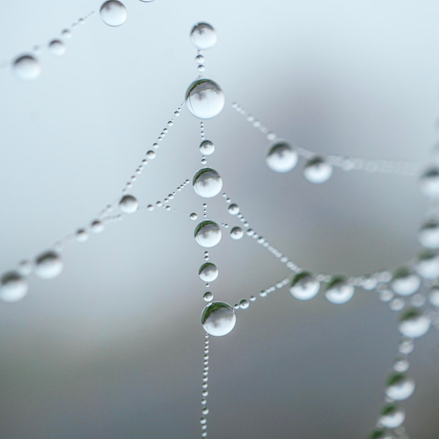 raindrops on the spider web in rainy days, abstract background