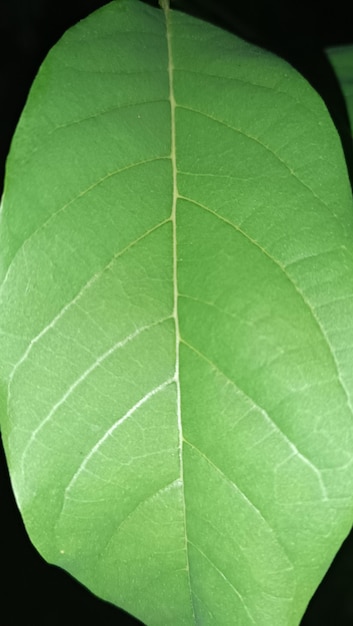 Raindrops water on a green leaf Fresh juicy beautiful tree leaf closeup Summer spring backgrou