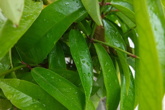 Raindrops water on a leaf Fresh juicy beautiful tree leaf closeup Summer spring background