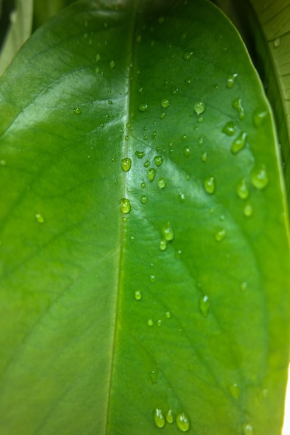 Raindrops water on a leaf Fresh juicy beautiful tree leaf closeup Summer spring background