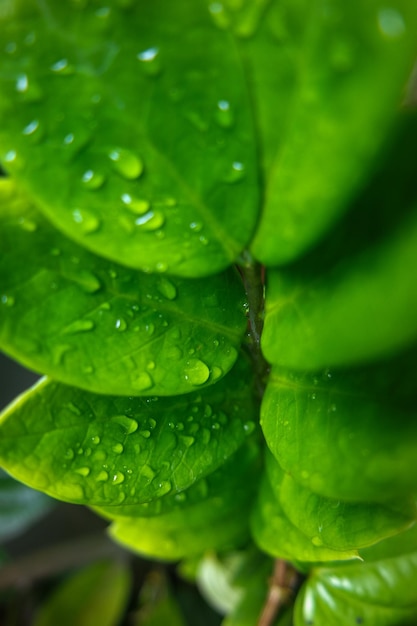 Raindrops water on a leaf Fresh juicy beautiful tree leaf closeup Summer spring background