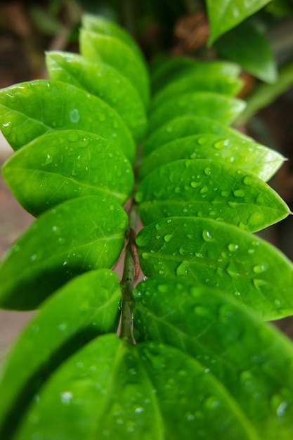 Raindrops water on a leaf Fresh juicy beautiful tree leaf closeup Summer spring background