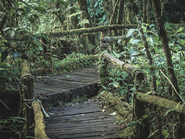 Rainforest in Doi Inthanon National Park , Thailand