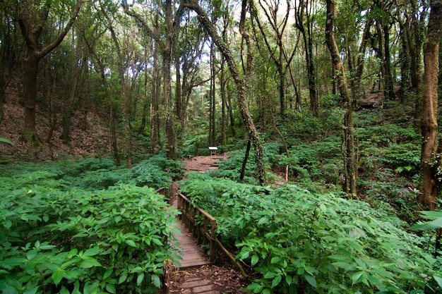 Rainforest in Doi Inthanon National Park, Thailand