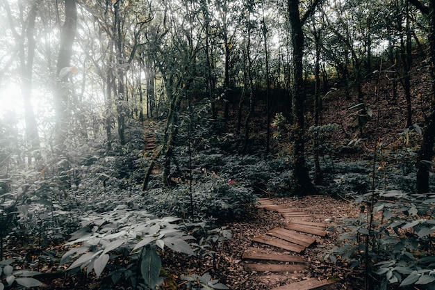 Rainforest in Doi Inthanon National Park  Thailand