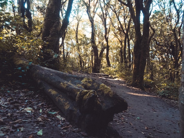 Rainforest in Doi Inthanon National Park  Thailand