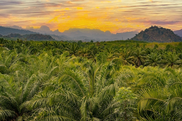 Rainforest Jungle at sunset Landscape sunset nature palm tree on sunrise mountain background Majestic landscape