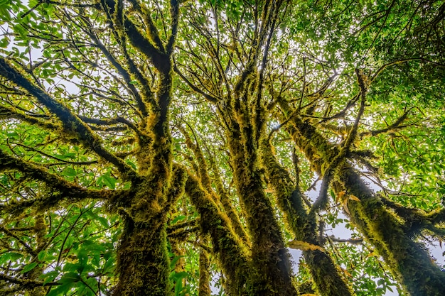 Rainforest in northern of Thailand