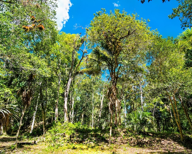 Rainforest at the Tikal archaeological site in Guatemala