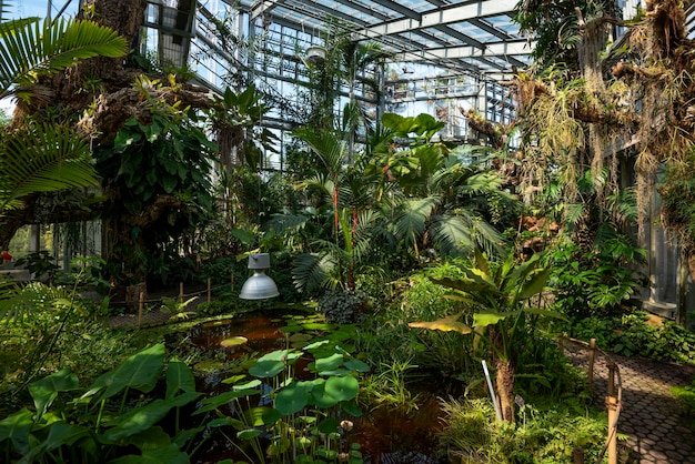 Rainforest vegetation in a greenhouse at Conservatory and Botanical Garden Geneva, Switzerland