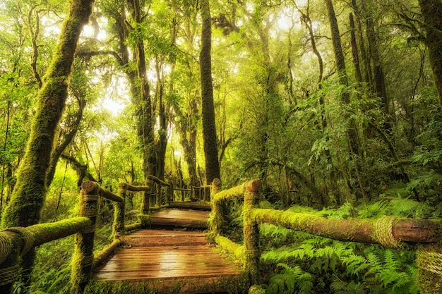 Rainforest walkway. Nature trail walking track.