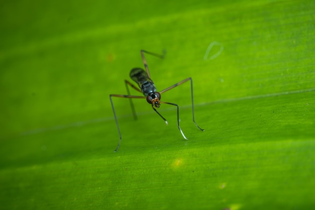 Rainieria antennaepes insect close up macro photography premium photo