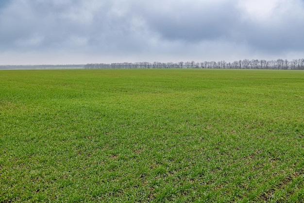 Rainy clouds over a field of winter wheat