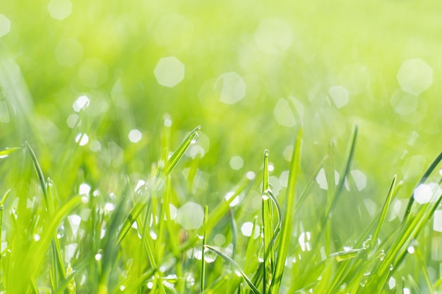 Rainy meadow nature beauty spring weather fresh