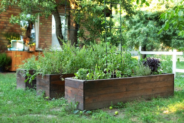 Raised Bed Growing Plants Herbs and Spices in backyard at home. Gardening.