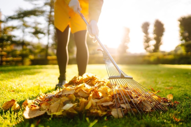 Photo raking fallen leaves from the lawn using a metal fan rake to clean the lawn from fallen leaves