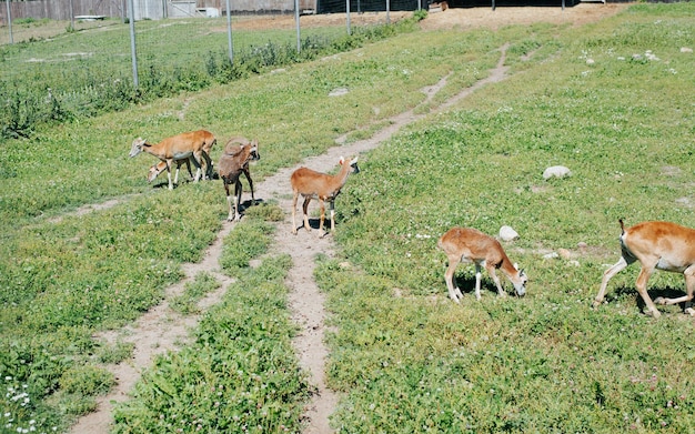 Ram and sheep on the farm outdoors