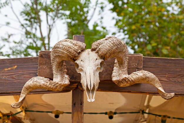 Ram skull atop of a market stall