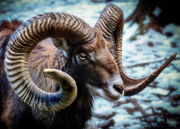 a ram with horns that has a blue stripe on its face