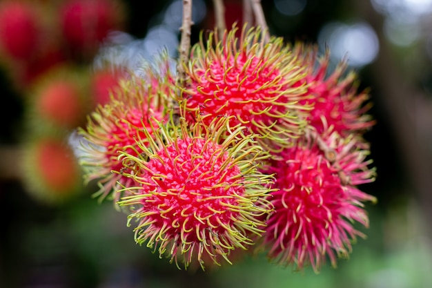 Rambutan on the tree. Rambutan is a tropical fruit, sweet taste.  red rambutan hangs on a tree with green leaves in a natural garden