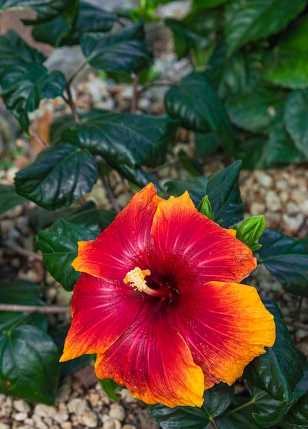 range red Hibiscus rosasinensis blooming