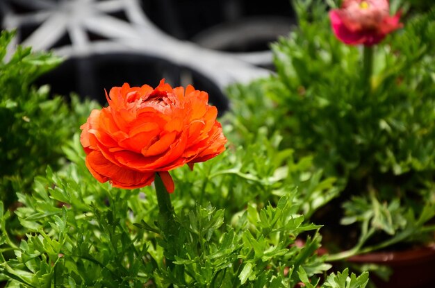 Ranunculus asiaticus Buttercup