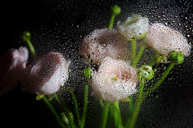 Ranunculus flowers behind glass covered with drops