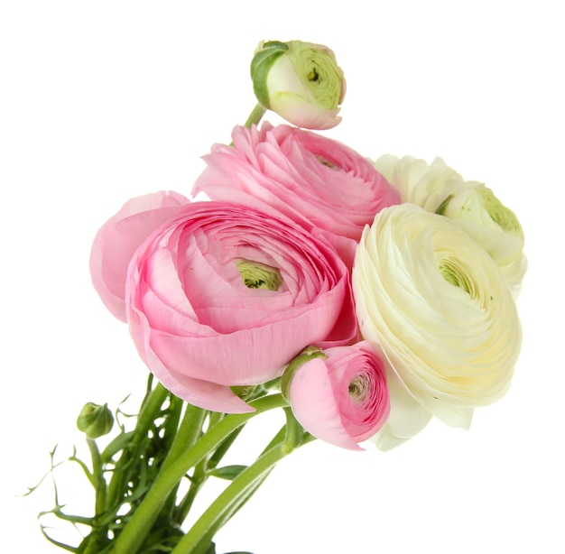 Ranunculus (persian buttercups), isolated on white