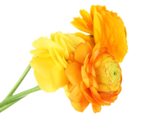 Ranunculus (persian buttercups), isolated on white