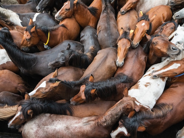 A Rapa das Bestas, A Escusa, Pontevedra, Galicia