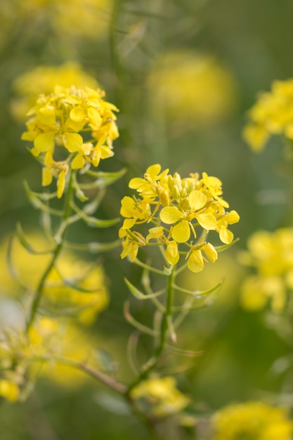 Rapaseed (Brassica napus) flower