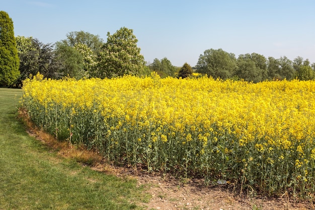 Rape in the Essex countryside