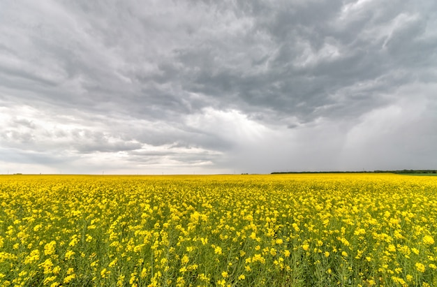 Rape field in springtime in cloudy day