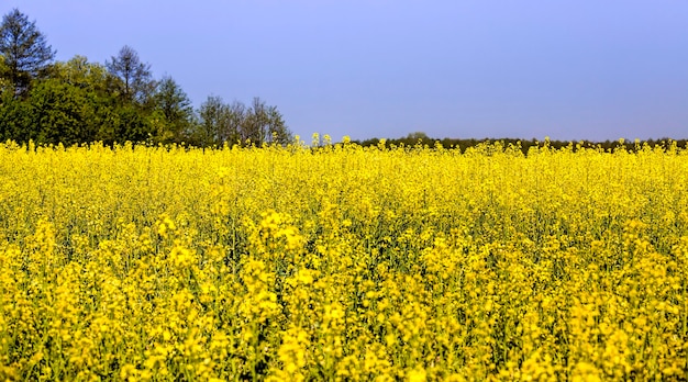 Rapeseed  blooming yellow