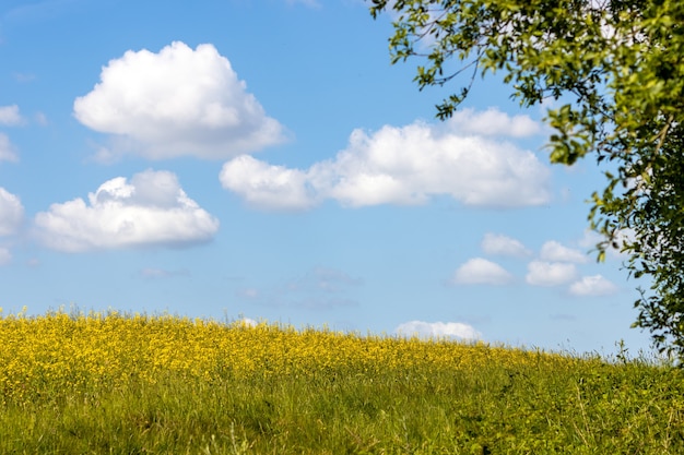 Rapeseed (Brassica napus) flowering in the Sussex countryside near East Grinstead