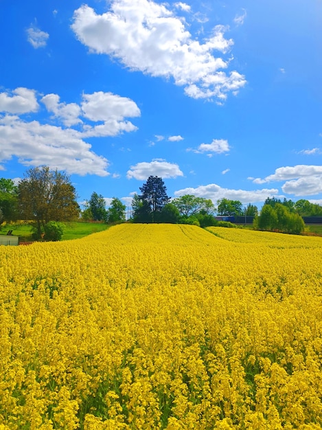 Rapeseed canola or colza field in Stasin Poland rape seed is plant for green energy and oil industry springtime golden flowering field