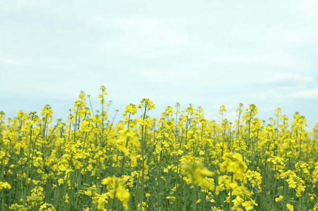 Rapeseed field on the background of the sky in summer