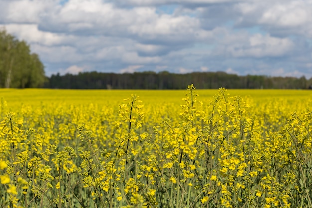 the rapeseed field blooms in spring and the blue sky in the clouds