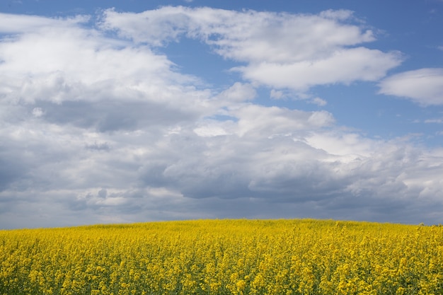 Rapeseed field blooms with bright yellow flowers with blue sky background