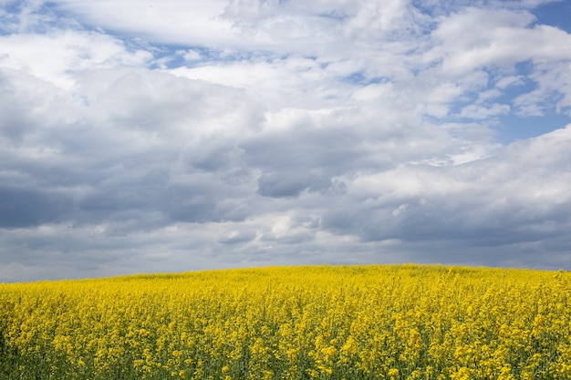 Rapeseed field blooms with bright yellow flowers with blue sky background