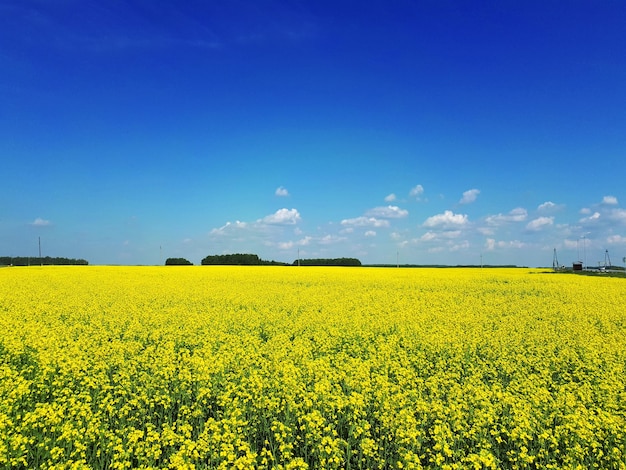 Rapeseed field and blue sky as the embodiment of the Ukrainian flag