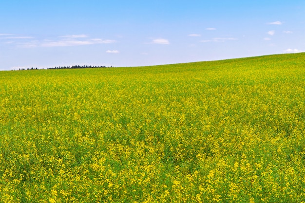 Rapeseed field during flowering