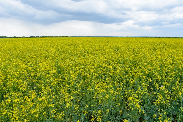 Rapeseed field in the rainy day, Blooming canola flowers panorama. Rape on the field in summer at cloudy. Bright Yellow rapeseed oil