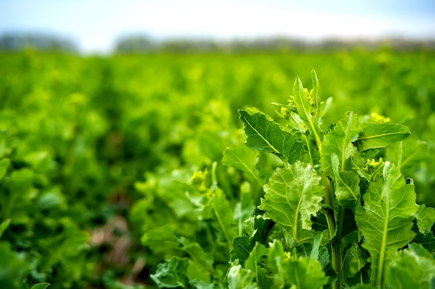 Rapeseed field sown using Strip-till technology before flowering.