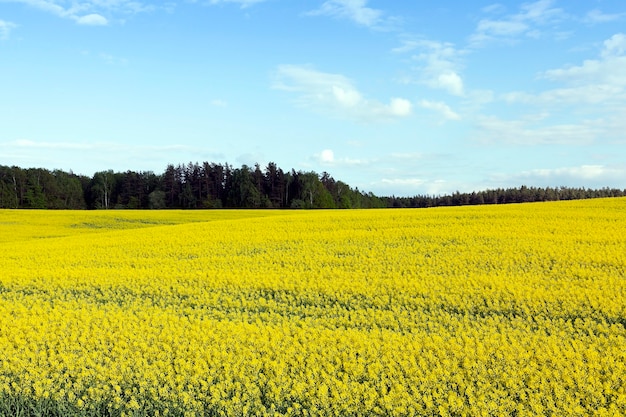 Rapeseed field in the summer