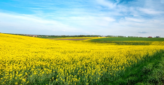 Rapeseed field top shooting point